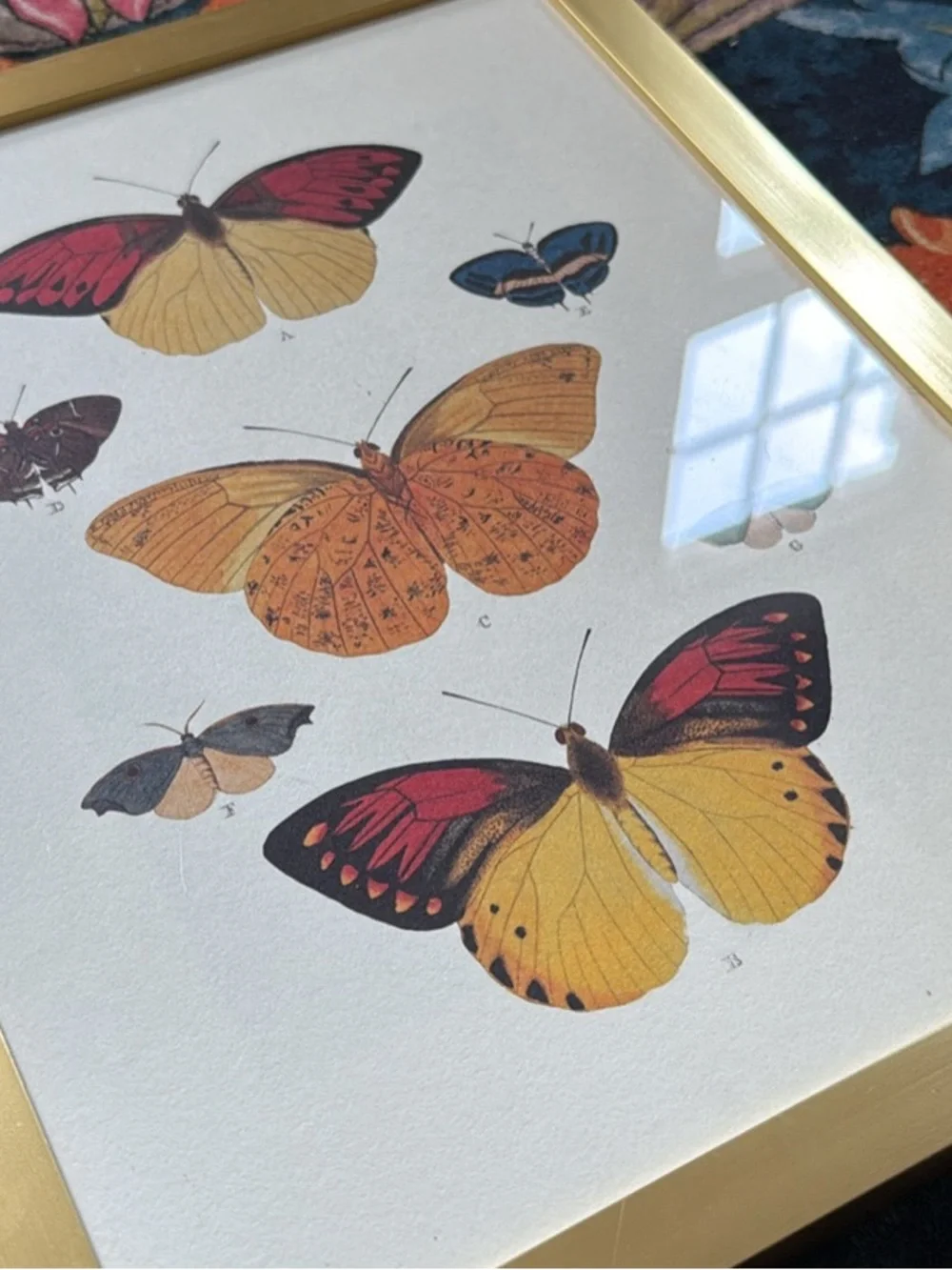 Botanical Butterfly Art Print in Gold Frame